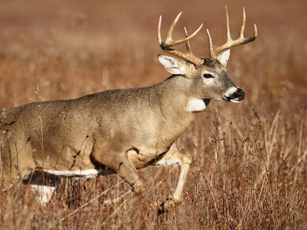 When and How to Use a Buck Grunt Call Whitetail Deer Hunting Season